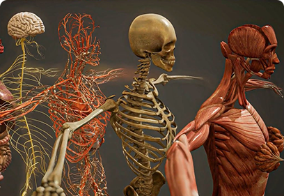 Advanced Anatomy